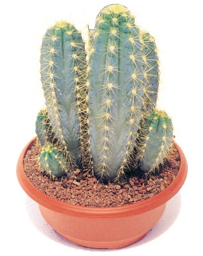 Pilosocereus Azureus