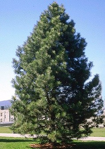 Pinus Nigra Pyramidalis