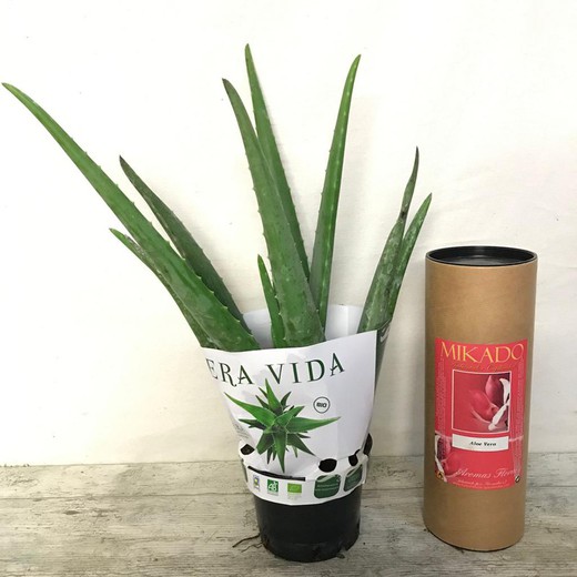 Planta d'Aloe Vera + Mikado