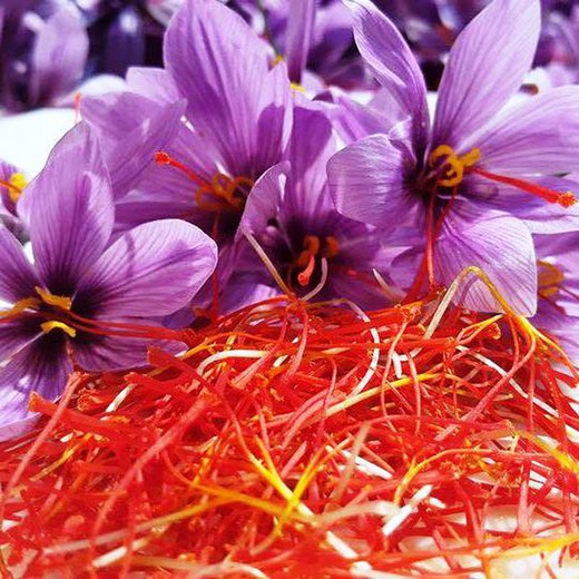 MPS Saffron Plant