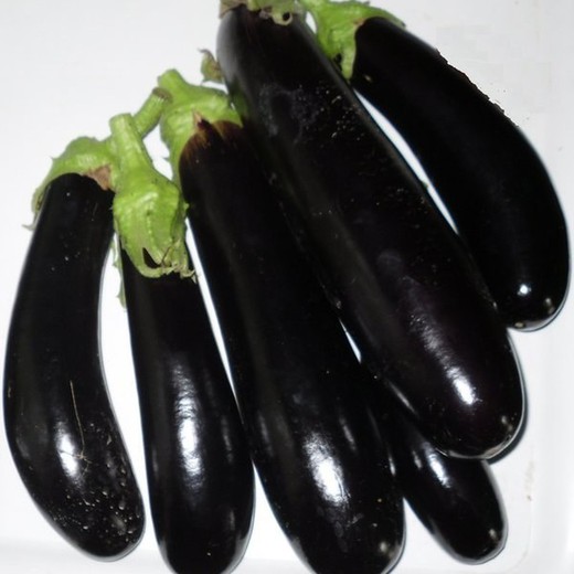 Planter Albergínia Llarga Negra