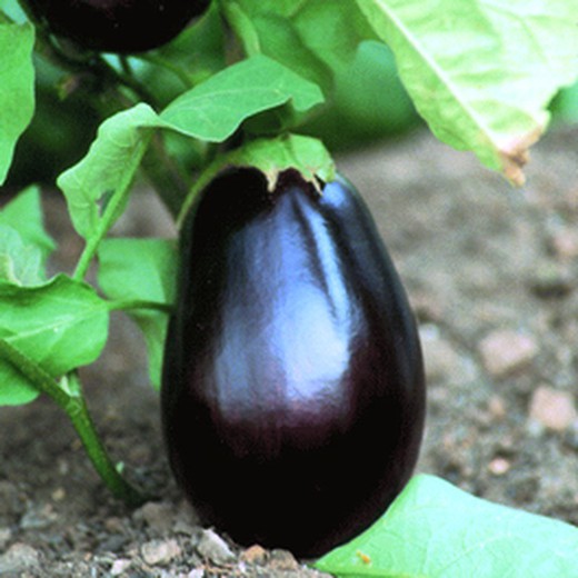 Planter Albergínia Rodona Negra