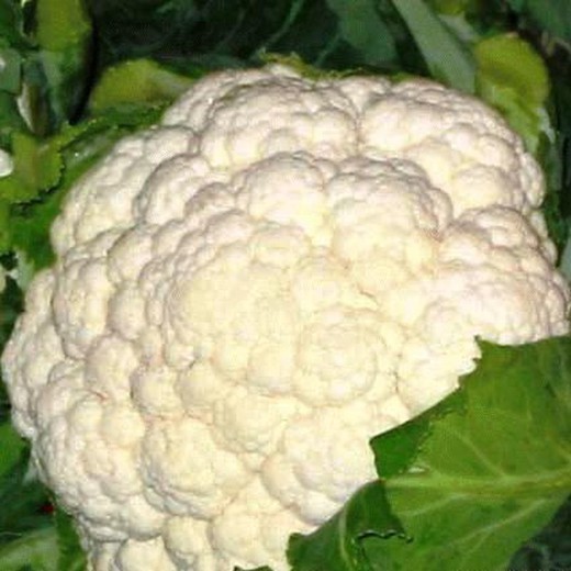 planter Coliflor