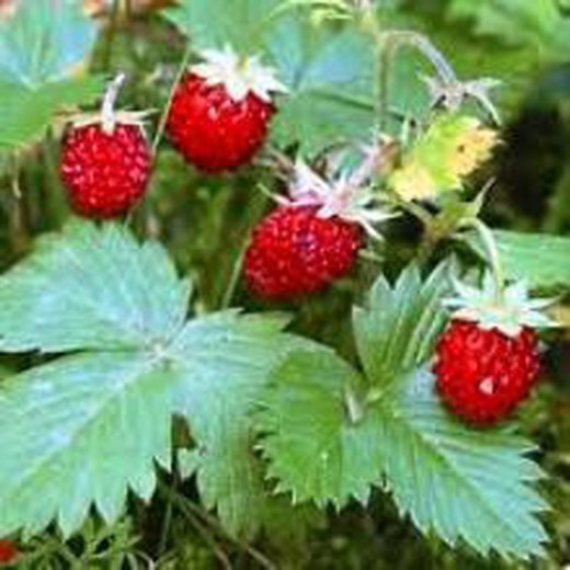 Planter de Maduixes de el Bosc