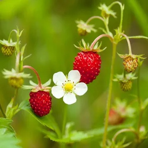 Plantation de fraises des bois