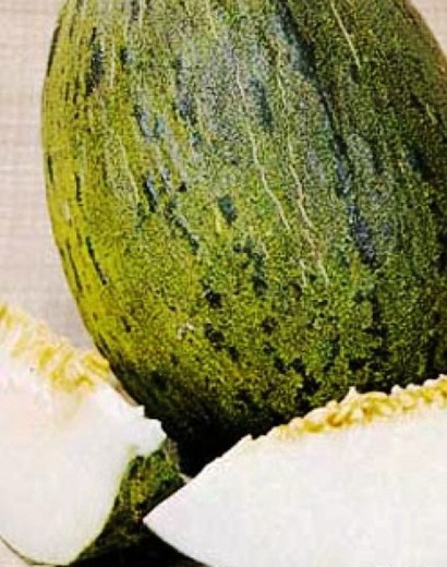 Plantel Melon Piel de Sapo Piñonet