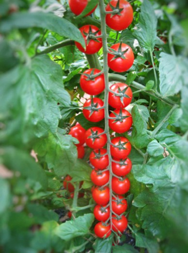 Plantel Tomate Cherry