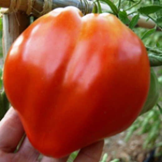 Plantel Tomate Corazón de Buey