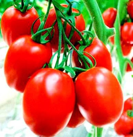 Plantel Tomate de Pera