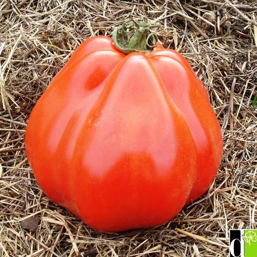 Campus Tomato Liguria