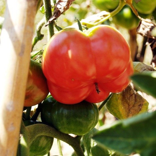 Plantel Tomate Montserrat