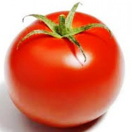 Plantel Tomate Palosanto