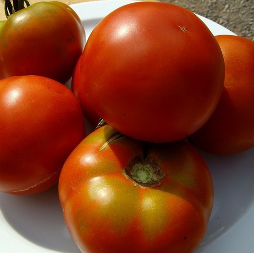 Plantel Tomate Pometa