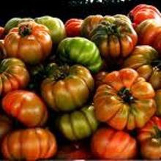 Plantel Tomate RAF Marmande