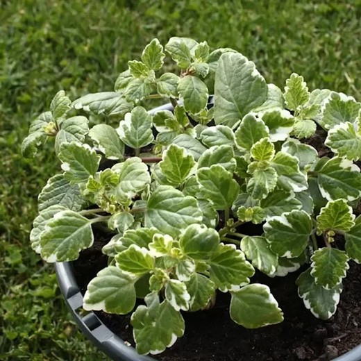 Plectranthus coleoides