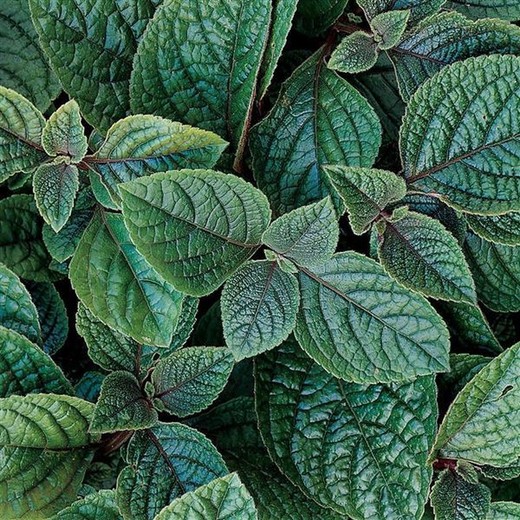 Plectranthus Nico