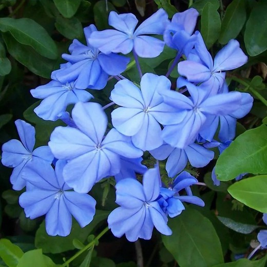 Plumbago Capensis Blau Auriculata