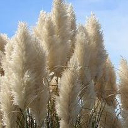 Plomalls de Cortaderia selloana Pack (Pampes) 5 unitats.