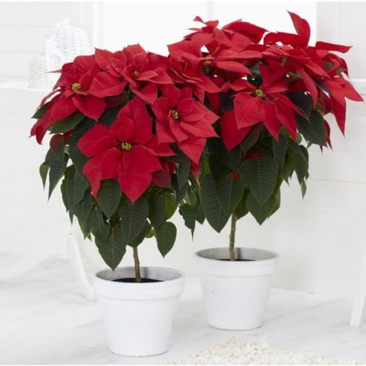 Poinsettia Arbol