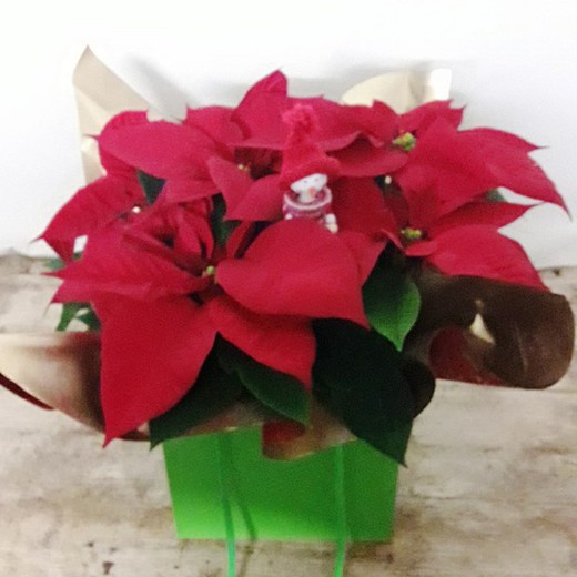 Poinsettia Bolsa Verde con Pin