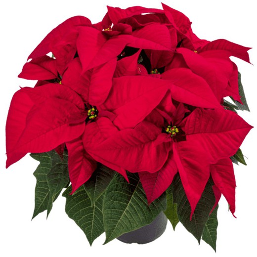 Poinsettia Extra Flor de Pascua