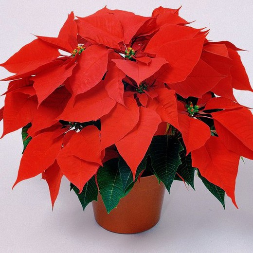 Poinsettia Poinsettia Box 10 unidades — Flores Frescas Online