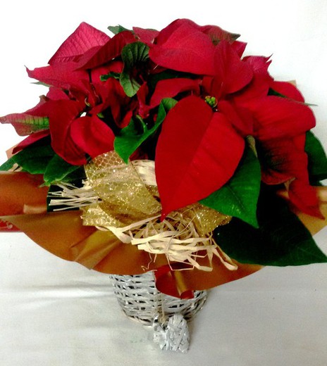 Poinsettia Mimbre Deco