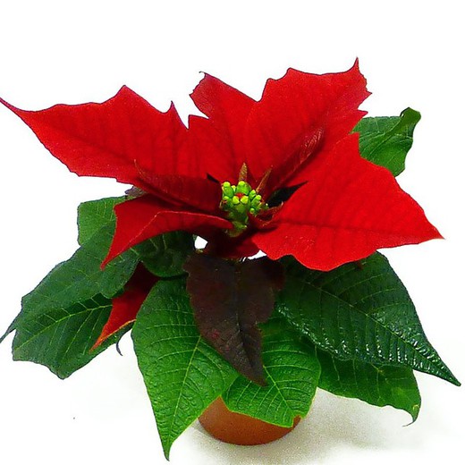 Poinsettia Mini Caja 9 unidades