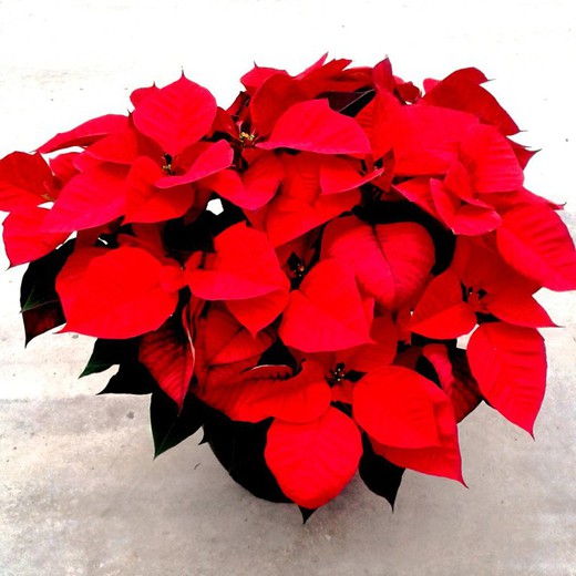 Poinsettia Tarrina