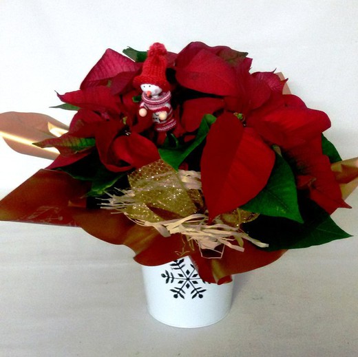 Poinsettia Zinc Polar