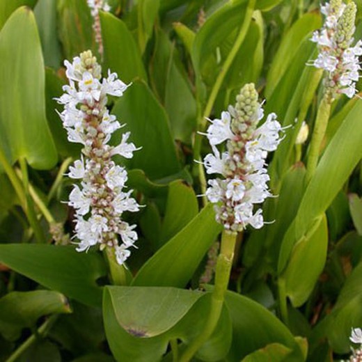 Pontederia Cordata Alba