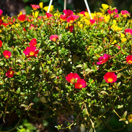 Portulaca umbraticula