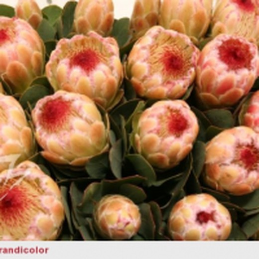 Protea Grandicolor 5 tallos