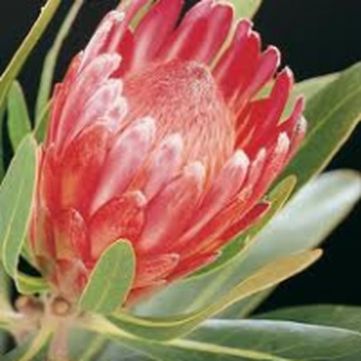 Protea lancelot 5 tallos