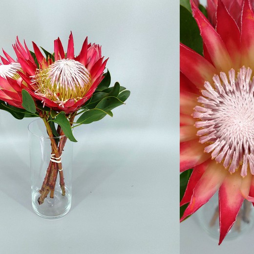 Protea Modiba