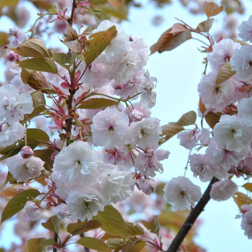 Prunus Serrulata Fugenzo