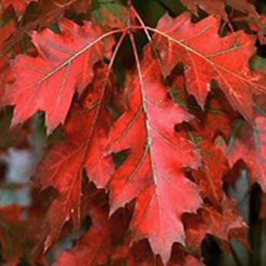 Quercus Rubra Borealis Roure Vermell