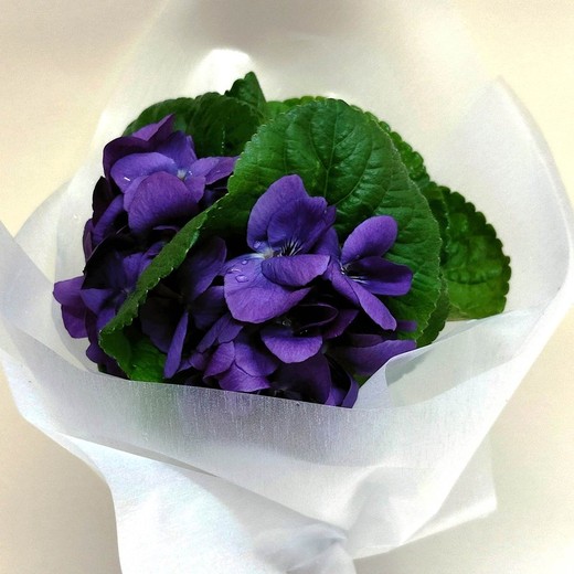 Bouquet de violettes