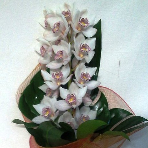 Ramo Cymbidium Amor