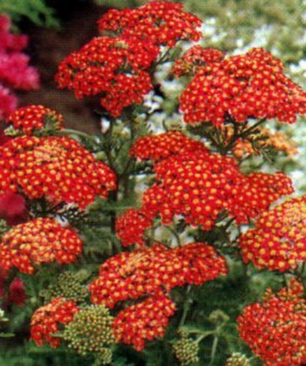 Buquê de Achillea