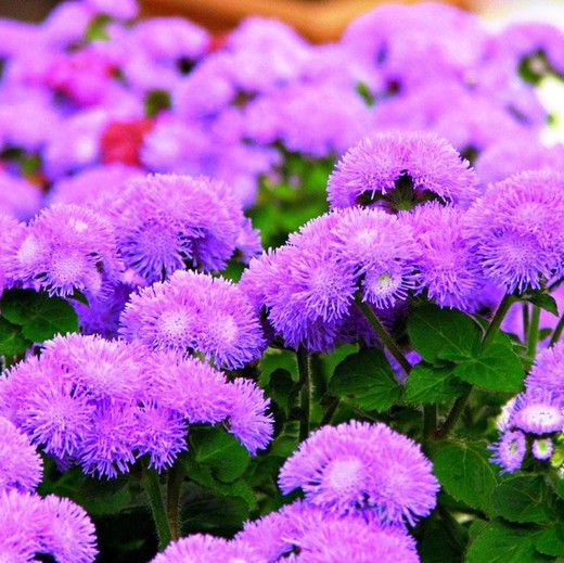 Ramo de Ageratum