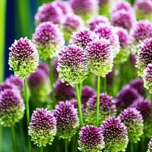 Allium Bouquet