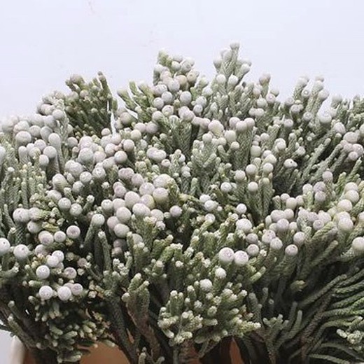 Ramo de Brunia Albiflora