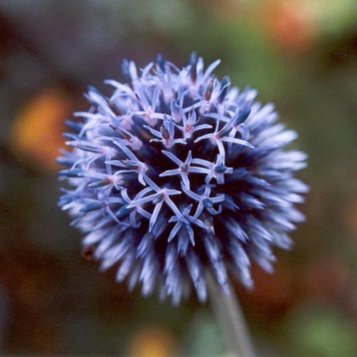 Ram de Echinops