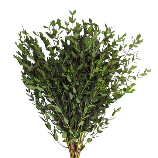 Buquê de eucalipto Parvifolia