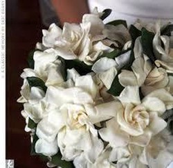 Precios de gardenias — Floresfrescasonline