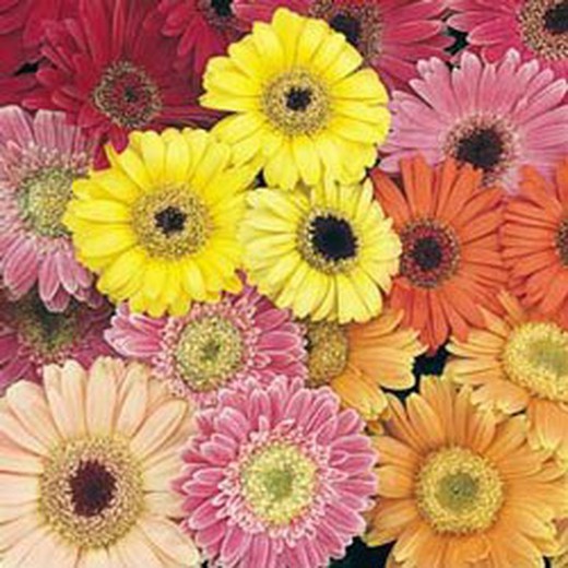 Ramo de Gerbera Mini