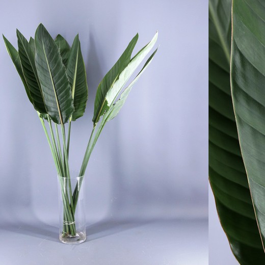 Bouquet de feuilles de Strelitzia