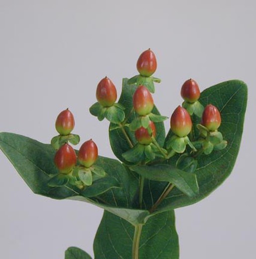 Ram de Hypericum