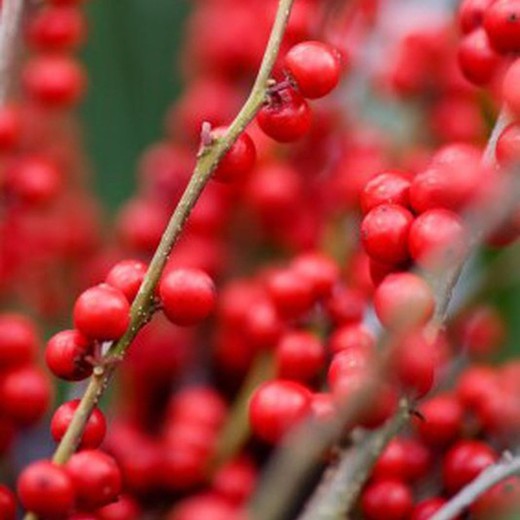 Ram de Ilex (Acebo)